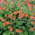 Geum RUSTICO Orange