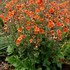Geum RUSTICO Orange