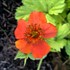 Geum ‘Sunkissed Lime’