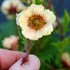 Geum TEMPO Yellow