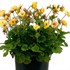 Geum TEMPO Yellow