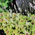 Heucherella ‘Stoplight’