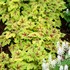 Heucherella ‘Stoplight’