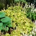 Heucherella ‘Stoplight’