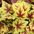 Heucherella ‘Stoplight’
