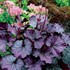 Heuchera NORTHERN EXPOSURE™ Purple