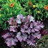 Heuchera NORTHERN EXPOSURE™ Purple
