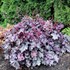 Heuchera NORTHERN EXPOSURE™ Purple