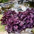 Heuchera NORTHERN EXPOSURE™ Purple