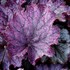 Heuchera NORTHERN EXPOSURE™ Purple