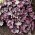 Heuchera NORTHERN EXPOSURE™ Purple