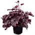 Heuchera NORTHERN EXPOSURE™ Purple