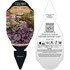 Heuchera NORTHERN EXPOSURE™ Purple