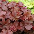 Heuchera ‘Mahogany’