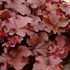 Heuchera ‘Mahogany’