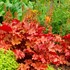Heuchera ‘Mahogany’