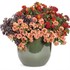 Superbena Peachy Keen Verbena
