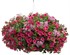 Supertunia Vista Jazzberry Petunia