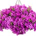 Supertunia Vista Jazzberry Petunia