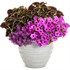 Supertunia Vista Jazzberry Petunia