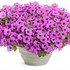 Supertunia Vista Jazzberry Petunia