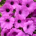 Supertunia Vista Jazzberry Petunia