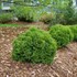 TATER TOT Arborvitae Thuja occidentalis