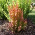 SUNJOY ORANGE PILLAR Barberry