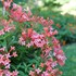 Estrellita Little Star™ Firecracker Bush
