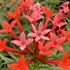 Estrellita Little Star™ Firecracker Bush