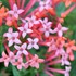 Estrellita Little Star™ Firecracker Bush