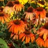 Echinacea ‘Laughing Meadow Mama’