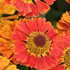 Helenium Mariachi Salsa (Sneezeweed)