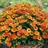 Helenium Mariachi Salsa (Sneezeweed)