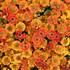 Helenium Mariachi Salsa (Sneezeweed)
