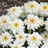 'Marshmallow' PPAF AMAZING DAISIES Collection