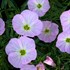Oenothera 'Twilight' ppaf