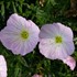 Oenothera 'Twilight' ppaf