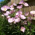 Oenothera 'Twilight' ppaf