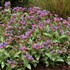 Pulmonaria ‘Dark Vader’