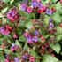 Pulmonaria ‘Dark Vader’