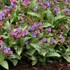 Pulmonaria ‘Dark Vader’