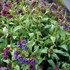 Pulmonaria ‘High Contrast’