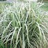 Miscanthus 'Cabaret' Maiden Grass, Eulalia