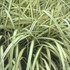 Miscanthus 'Cabaret' Maiden Grass, Eulalia