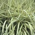 Miscanthus 'Cabaret' Maiden Grass, Eulalia