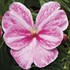 New Guinea Sonic® Magic Pink