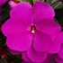 Impatien New Guinea Sonic® Lilac