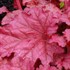 'Berry Smoothie' ppaf Coral Bells