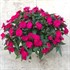 Impatien New Guinea Sonic® Lilac